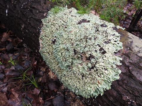 The conjugation of the verb lachen is regular. natural connections: Looking for Lichens