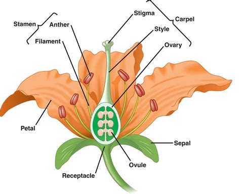 Male parts drop pollen grains on the female parts to fertilize and set fruit on them. Flower Morphology cards - Landscape Architecture 328 with ...