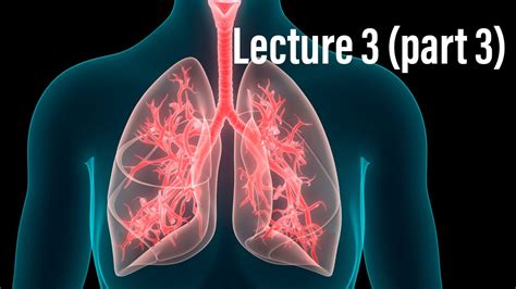 Lecture 3 Part 3 Respiratory System Youtube