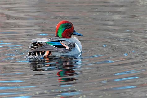 Green Winged Teal Photograph By Alan Lenk Fine Art America