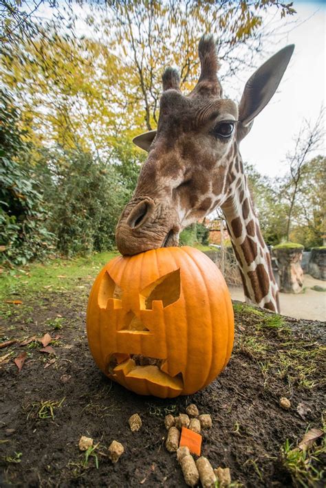 10 Pumpkin Carving Ideas Animals Decoomo