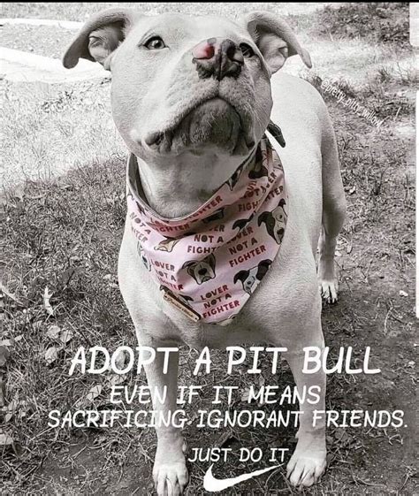 Better Yet Adopt 2 Best Decision Ever Made Perros Pit Bull Perros