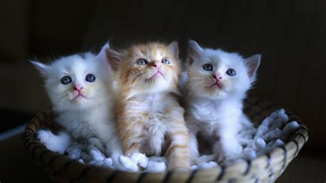 Download Wallpaper Three Cute Kittens 1920x1080