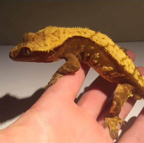 What do pet crested geckos eat? Winter Feeding: Crested Gecko Diet Trials - Gecko Time ...