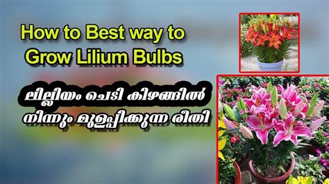 How To Grow And Care Lillium Or Asiatic Lilies From Bulbsലിലിയം ബള്‍ബ്