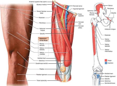 Listed below are the named plexuses: Groin Muscle Anatomy : Muscle Anatomy - Skeletal Muscles ...