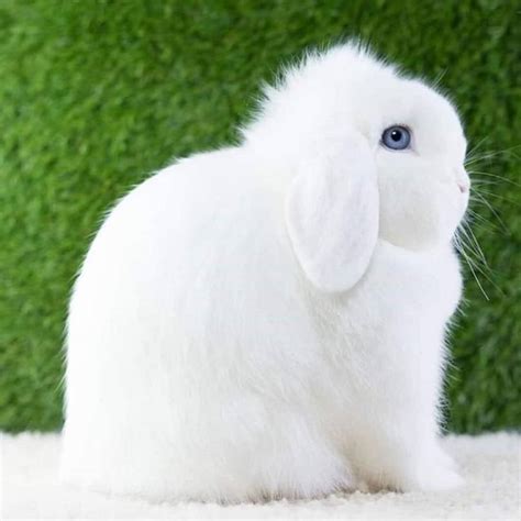 31 Holland Lop Rabbit Colors With Pictures Pet Keen