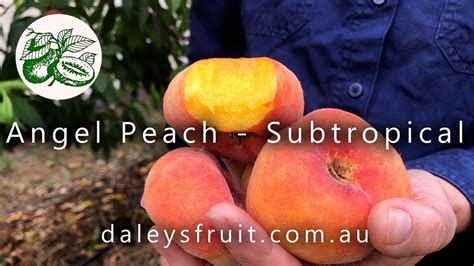 Subtropical Angel Peach Is A Delicious Doughnut Peach With Tasty Flesh