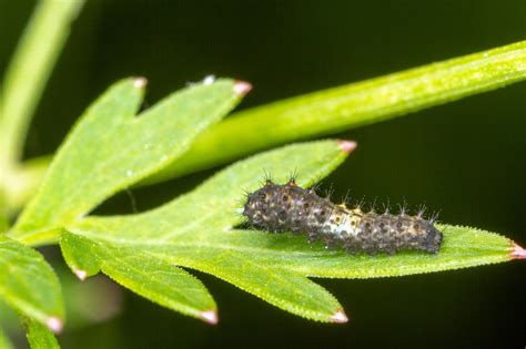 Search by your machine to find part numbers. early instar britannicus caterpillar - SBBT