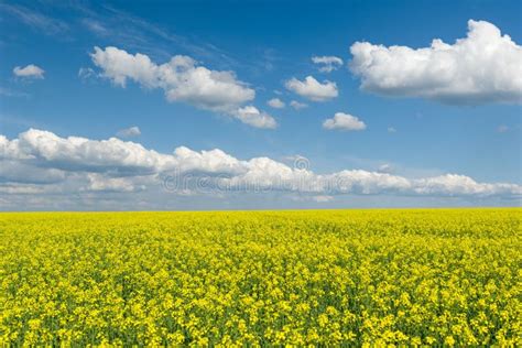 Yellow Rapeseed Field And Blue Sky Stock Photo Image Of Clouds