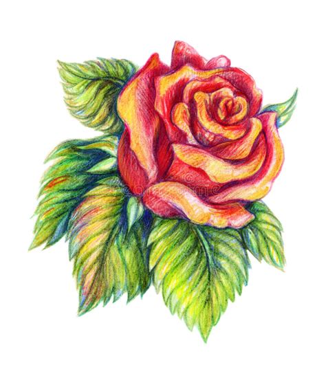Find and save ideas about flower sketches on pinterest. Hand Drawn Red Rose On White Background Stock Photo ...