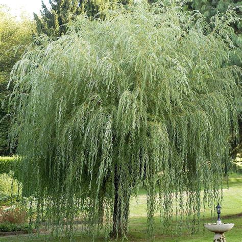 Salix Sepulcralis Chrysocoma Millstone Garden Centre