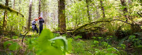 Forestry Degree Program College Of Forestry