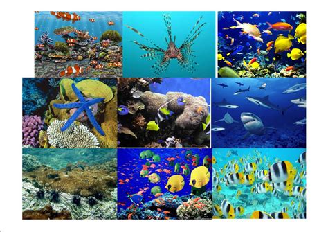 Tahun ini, hari laut sedunia mengusung tema our oceans, our future. Sekolah Menengah Kebangsaan Air Itam (SMART) : Hari Laut ...