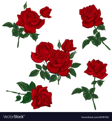 Set Red Rose Royalty Free Vector Image Vectorstock