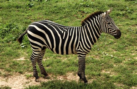 Zebra In The Zoo