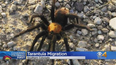 Tarantula Migration Underway In Southern Colorado Youtube