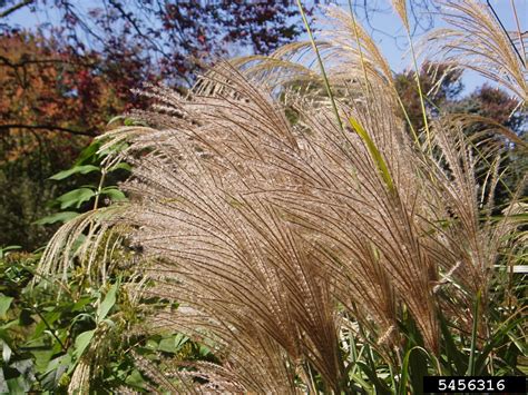 Chinese silvergrass, Miscanthus sinensis (Cyperales: Poaceae) - 5456316