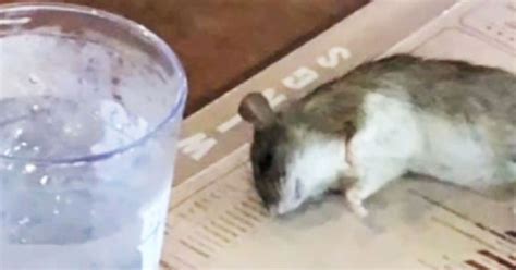 Live Rat Falls From Ceiling And Lands On Customer’s Table At Buffalo Wild Wings