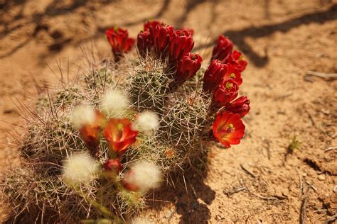 Free Images Nature Cactus Flower Food Red Produce Autumn