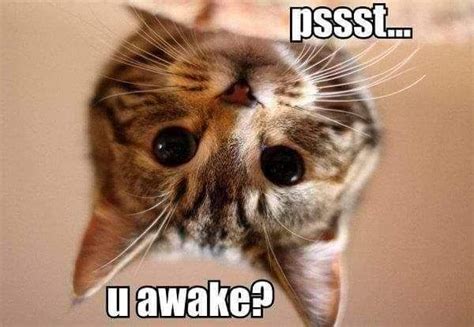 Wakeup Kitty Funny Cat Photos Cute Animals Funny Cat Pictures