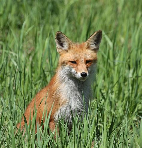 Beautiful Vixen Photograph By Teresa Mcgill Fine Art America