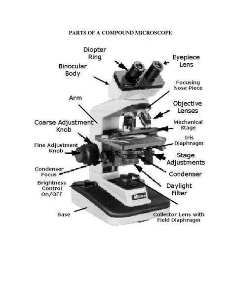 Anatomy And Physiology I Coursework Microscope Ap