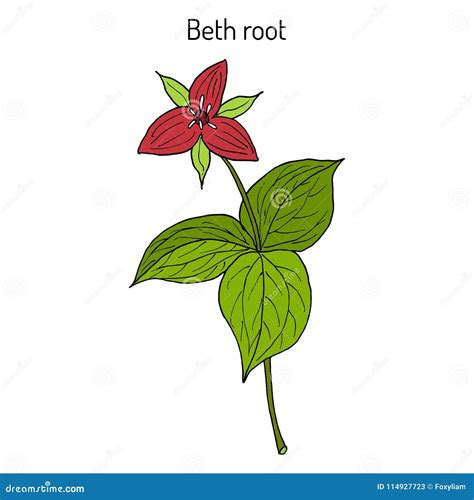 Beth Root Trillium Erectum Or Wake Robin Medicinal Plant Stock