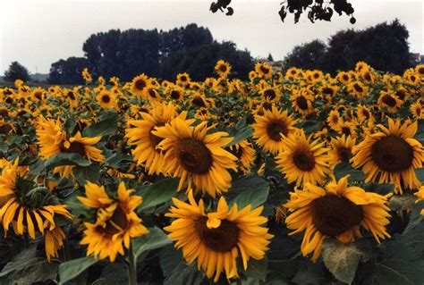 File:Sunflower.jpg - Wikimedia Commons 20 best sunflower wallpaper images in 2018 sunflowers background phone backgrounds wallpaper aesthetic.