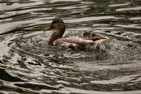 Water Off A Duck S Back Dinesh De Silva Flickr