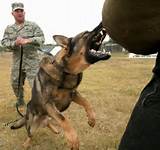 Training German Shepherd Photos