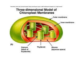 In plant cells, chloroplasts assist the plants in performing photosynthesis. The structure of plant cell wall, chloroplast, vacuole ...