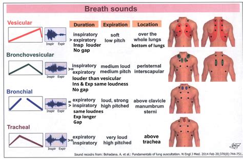 What Sounds Might You Hear During An Asthma Exacerbation Know Your Asthma