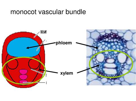 Ppt Vascular Bundles Arranged At Random Throughout Stem Powerpoint