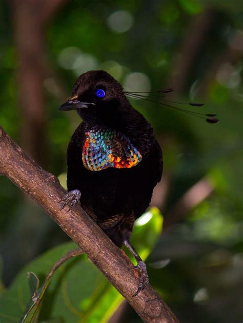 Birds Of Paradise Bird Of Paradise Pictures Bird Of