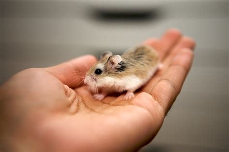 My Roborovski Dwarf Hamsters A Photo On Flickriver