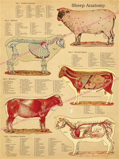 Sheep Skeletal Muscle Internal Anatomy Poster Veterinary Anatomical