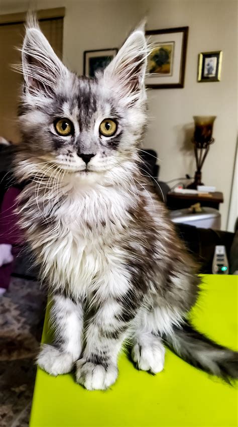 Castiel Black Silver Classic Tabby Ns22 European Maine Coon Ive