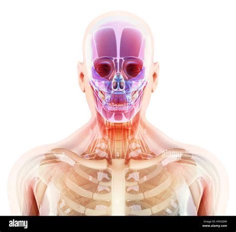 3d Illustration Of Skull Anatomy Part Of Human Skeleton Medical