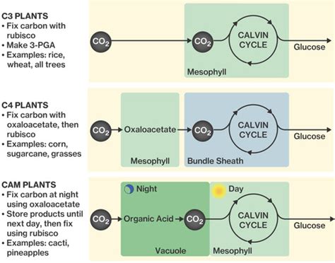 Check spelling or type a new query. Is Gluecose A Product Of Photosynthesis Is Used To ...