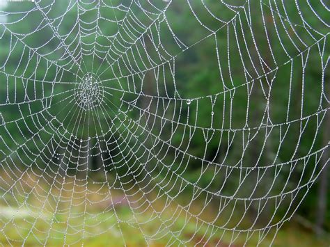 Spider Web Background 44 Pictures