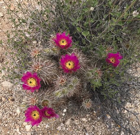 Cacti have numerous anatomical and behavioral adaptations for absorbing and storing usually, leaves are where most of a plant's photosynthesis takes place, with their green color being due to an. This I What I Have To Say About That: It's Just Allergies....