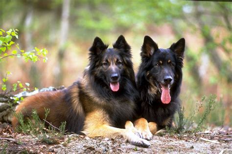 pair  dogs german shepherd wallpapers hd desktop  mobile backgrounds
