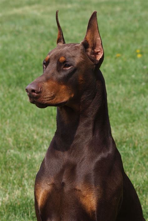 Red Doberman Gorgeous Looks Like Our First Dog Big Dogs I Love Dogs