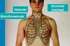 Breath sounds of a harsh or blowing quality, heard on auscultation of the chest, made by air moving in the large bronchi and barely, if at all, modified by the intervening lung; NRSG238 Ch. 18 - More Respiratory Flashcards - Cram.com