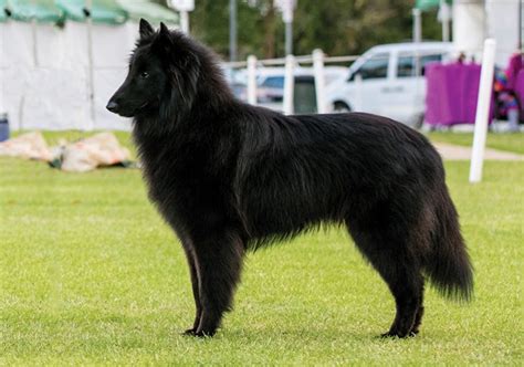 Groenendael Dog Breed Information And Pictures Livelife
