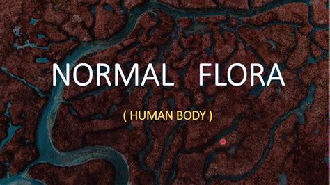 Normal Flora Human Body Youtube