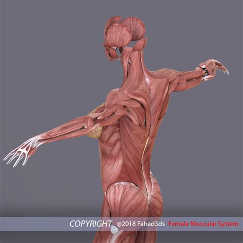 Female Muscular System 3d Model In Anatomy 3dexport