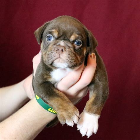 Olde English Bulldogge Puppies for Sale from Evolution Bulldogges