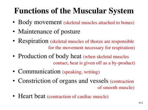 Functions Of Muscle